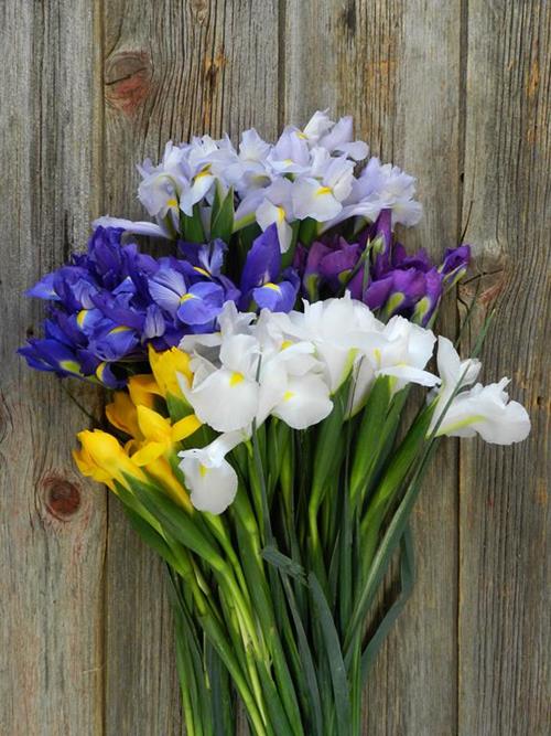  ASSORTED IRIS